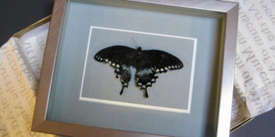Black swallowtail butterfly, found and framed
