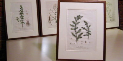Ferns, antique print collection